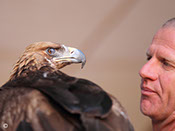 royal shaheen Eevents, falconry, dubai, desert, UEA, experience, show, birds, owls, eagles, kites, air, hawks, pest control services