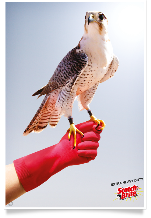 royal shaheen Eevents, falconry, dubai, desert, UEA, experience, show, birds, owls, eagles, kites, air, hawks, pest control services