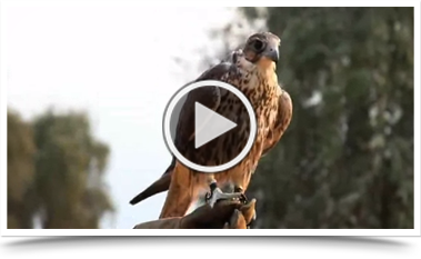 royal shaheen Eevents, falconry, dubai, desert, UEA, experience, show, birds, owls, eagles, kites, air, hawks, pest control services